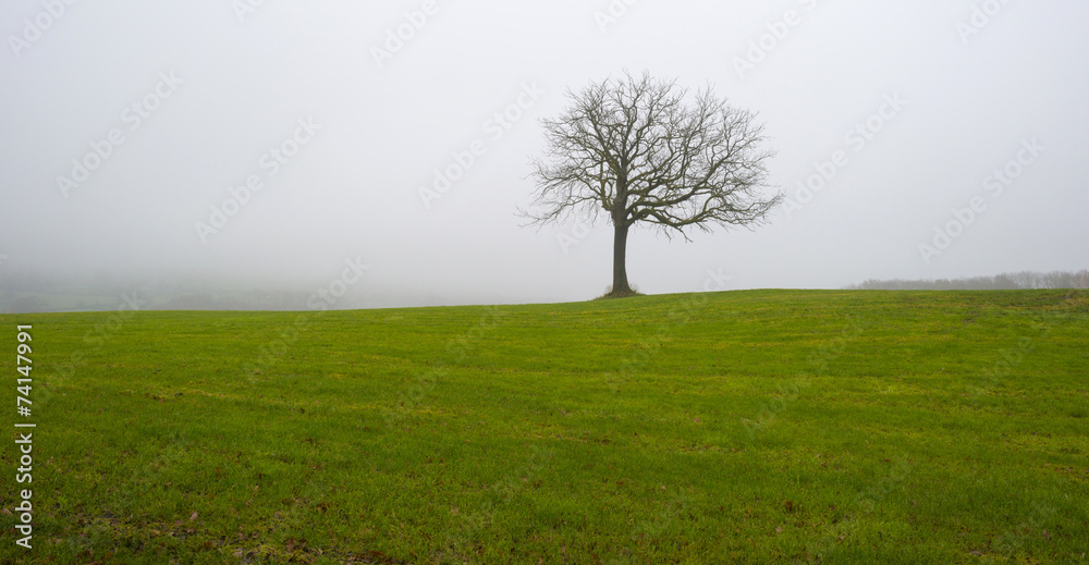 Obraz premium Trees in a foggy meadow on a hill in autumn