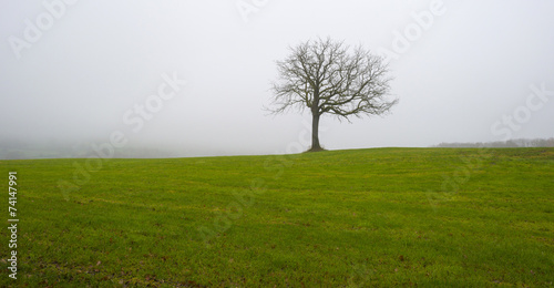 Trees in a foggy meadow on a hill in autumn