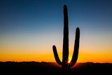 Saguaro Cactus at sunset