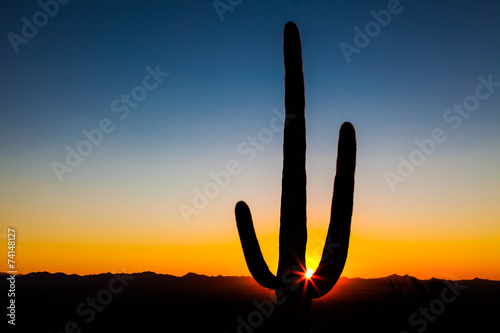 Saguaro Cactus at sunset