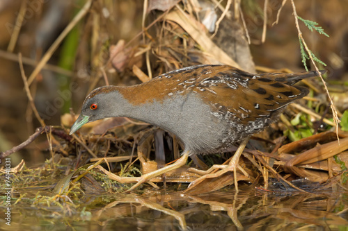Baillon's Crake Walking