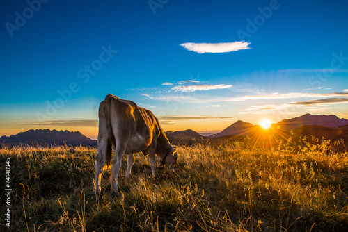 Cow eating in a mountain at sunset