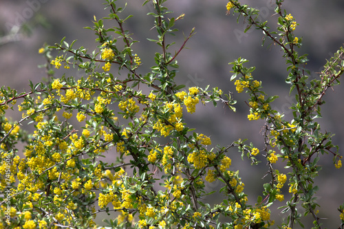 bush with yellow flowers. Shallow depth of field. tinted © strannik_fox