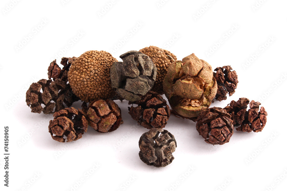 cones of cypress cones of cypress