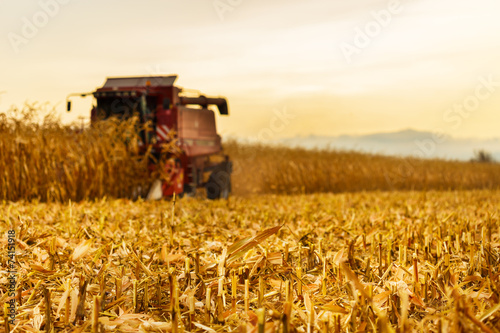 Vászonkép Harvester working in background on corn field