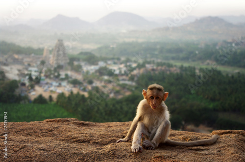 baby monkey in Hampi © Joolyann