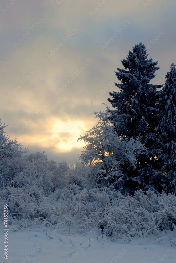 Fototapeta premium Garten im Winter