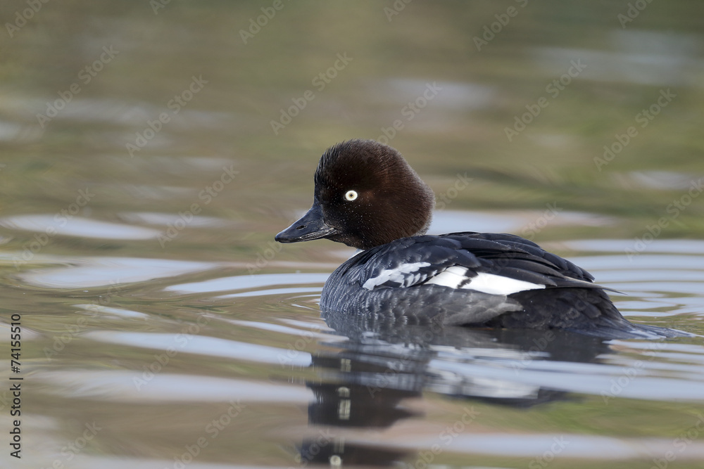 Goldeneye, Bucephala clangula
