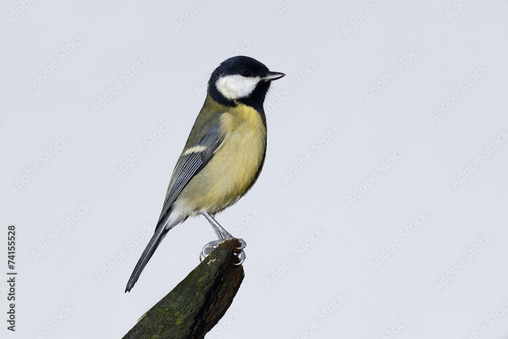 Obraz premium Great tit, Parus major