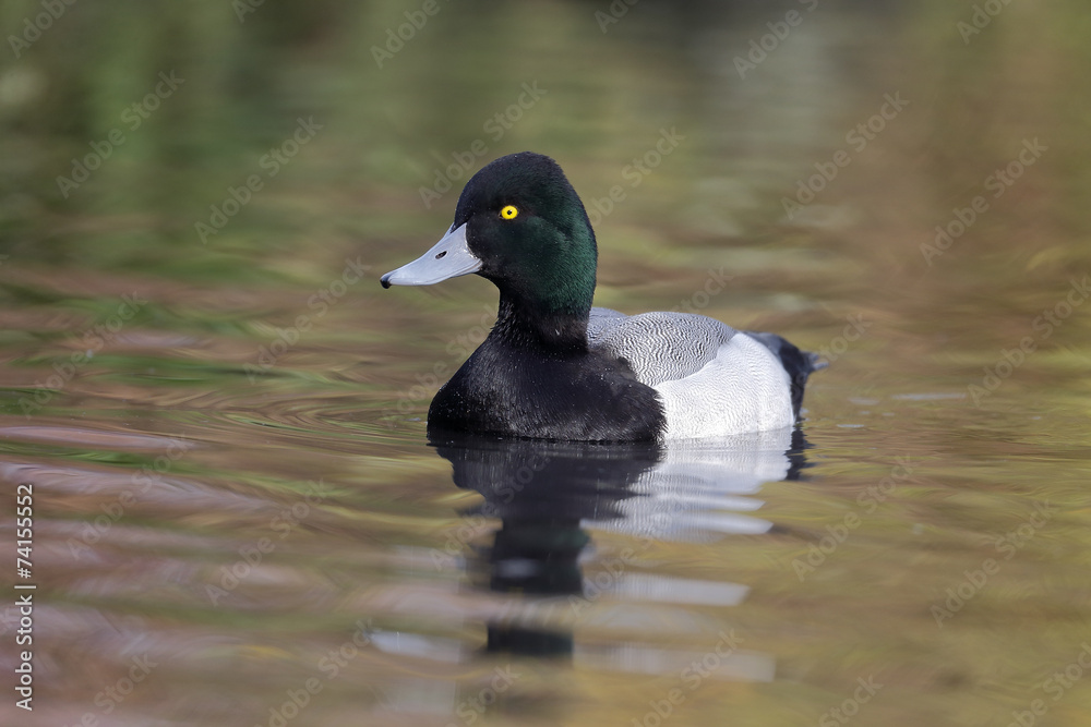 Greater scaup, Aythya marila Greater scaup, Aythya marila