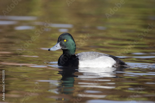 Greater scaup, Aythya marila photo