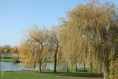 saule pleureur en automne