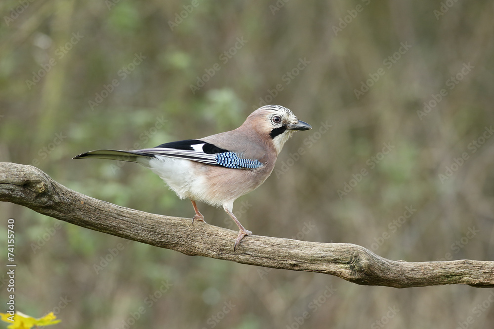 Fototapeta premium Jay, Garrulus glandarius
