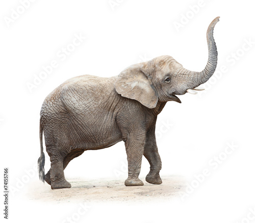 Young female of The African elephant (Loxodonta africana).