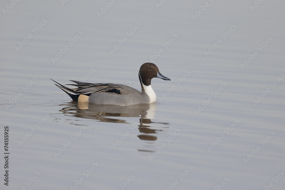 Northern pintail, Anas acuta Northern pintail, Anas acuta