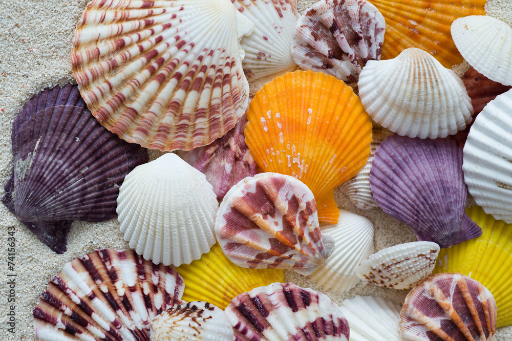 sea shells background sea shells background
