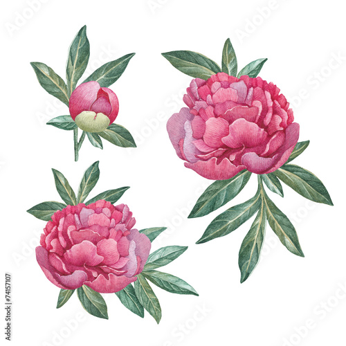 Watercolor peony flowers