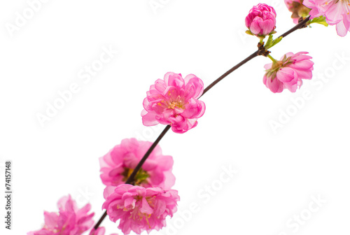 Fototapeta Naklejka Na Ścianę i Meble -  Spring cherry tree blossoms
