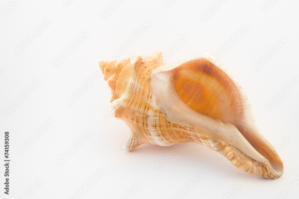 tropical shell tropical shell
