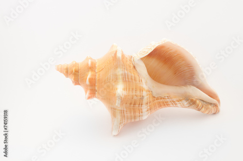 tropical shell
