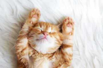 Red kitten