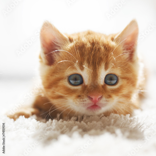 Fototapeta Naklejka Na Ścianę i Meble -  Red kitten