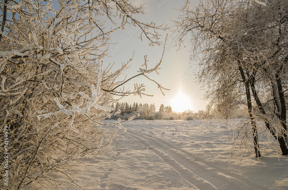 trees covered with hoarfrost against the blue sky - obrazy, fototapety, plakaty 