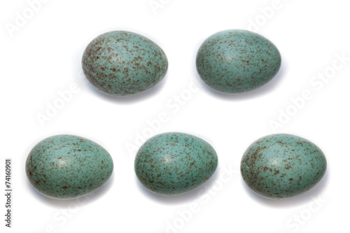 Eggs. Turdus merula, Blackbird.