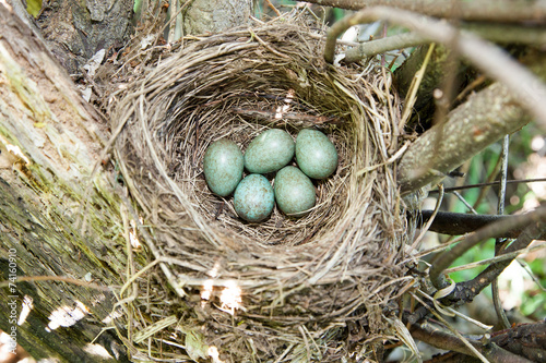 Nest with eggs. Turdus merula, Blackbird.