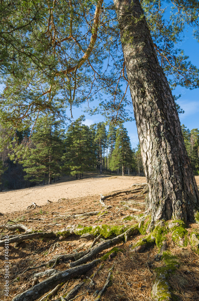 Spring landscape in a Baltic wood Spring landscape in a Baltic wood