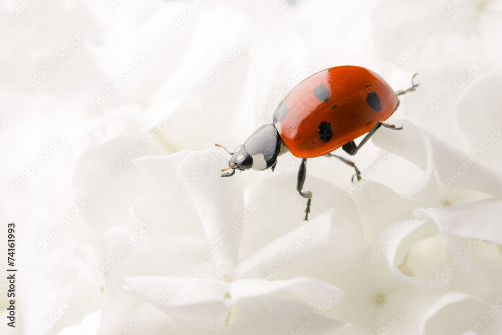 Fototapeta premium Nice ladybug on big white blossom