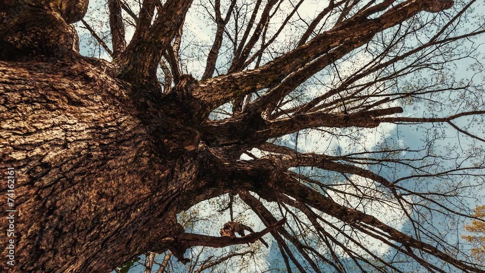 Timelapse footage of a tree blooming in spring into summer