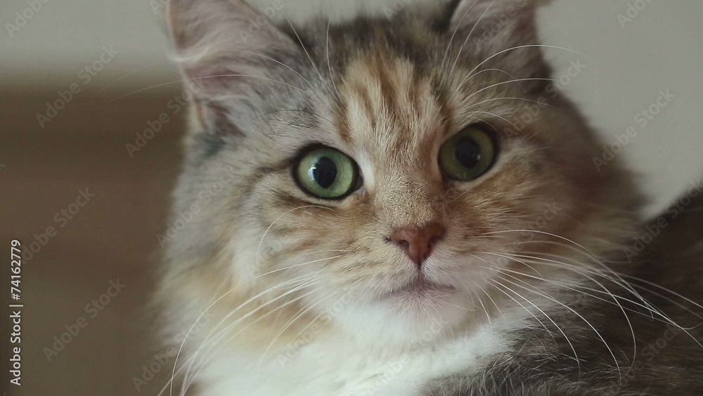 Siberian breed cat on background. Siberian breed cat on background.