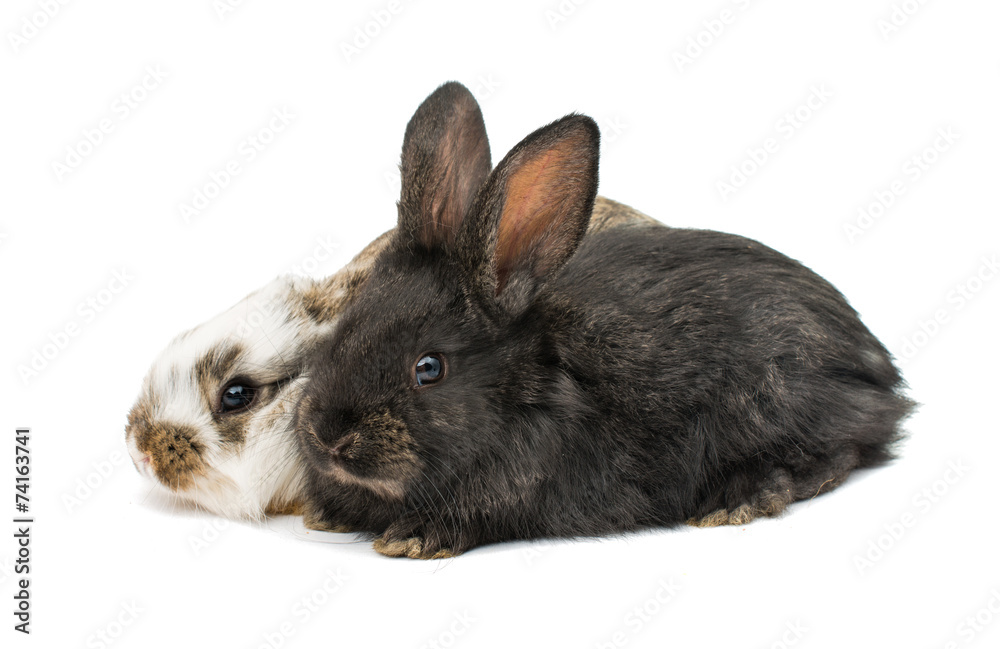 Obraz premium little rabbits