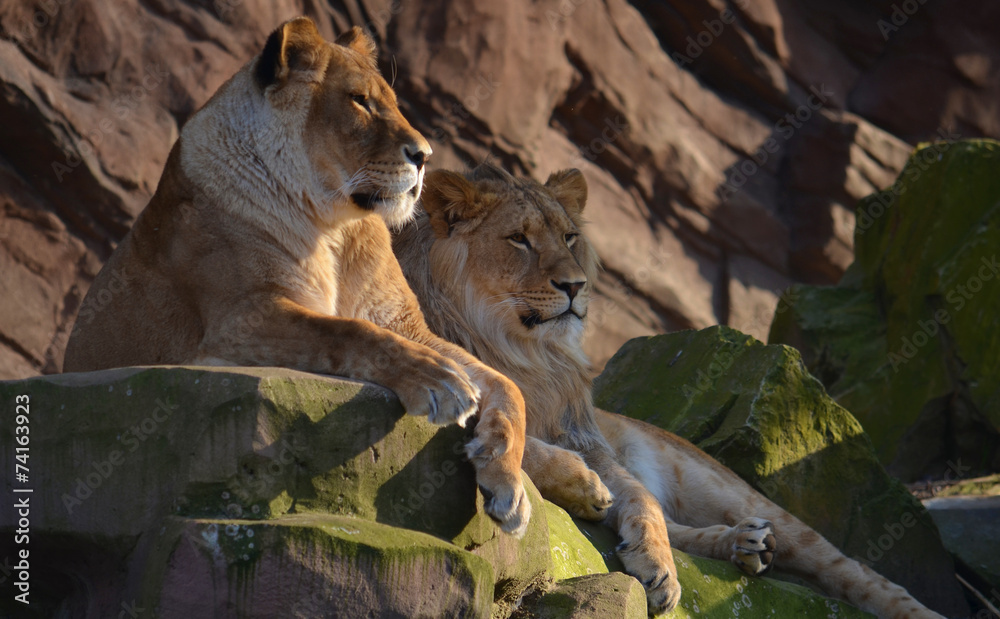 Naklejka premium Pair of lions is resting on the piece of rock