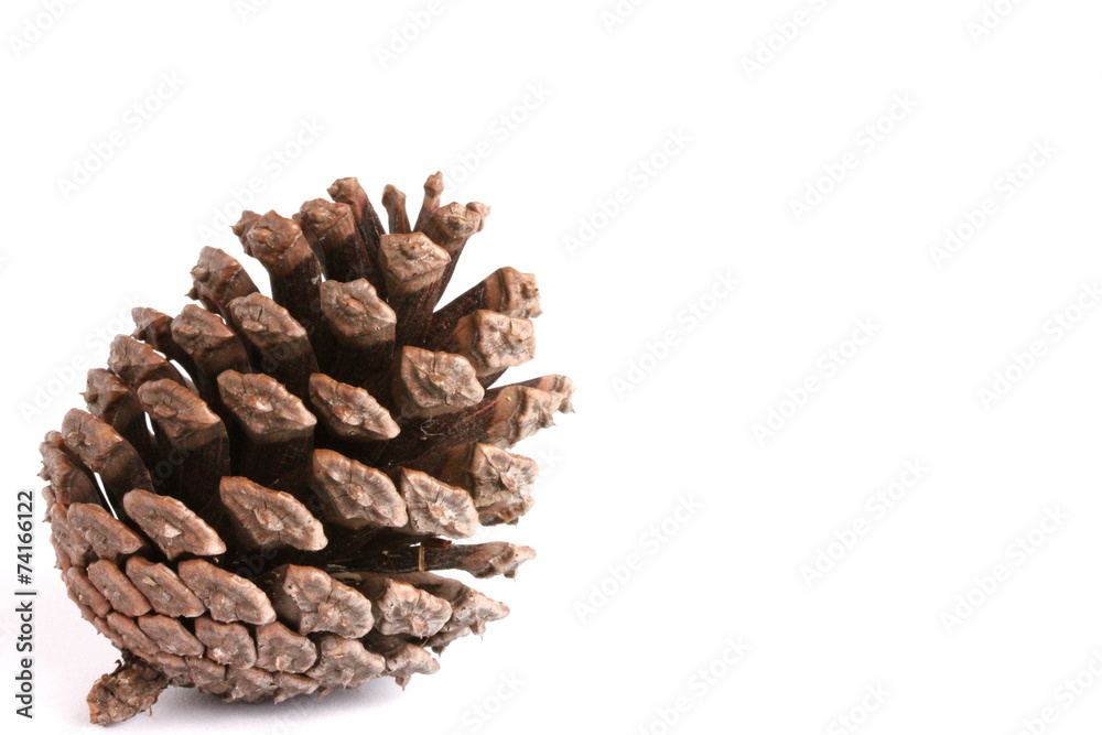 Pine Corn on White Background Pine Corn on White Background