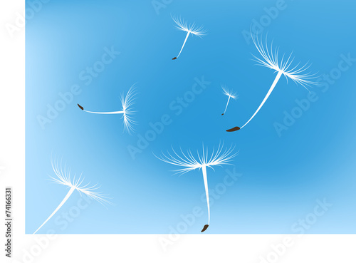 Fototapeta Naklejka Na Ścianę i Meble -  Vector dandelion seeds blown in the wind