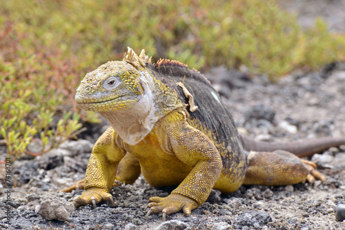 Galapagos land iguana リクイグアナ