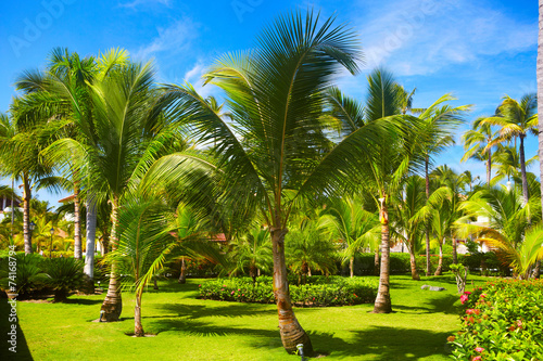 Tropical palm. © Petrik