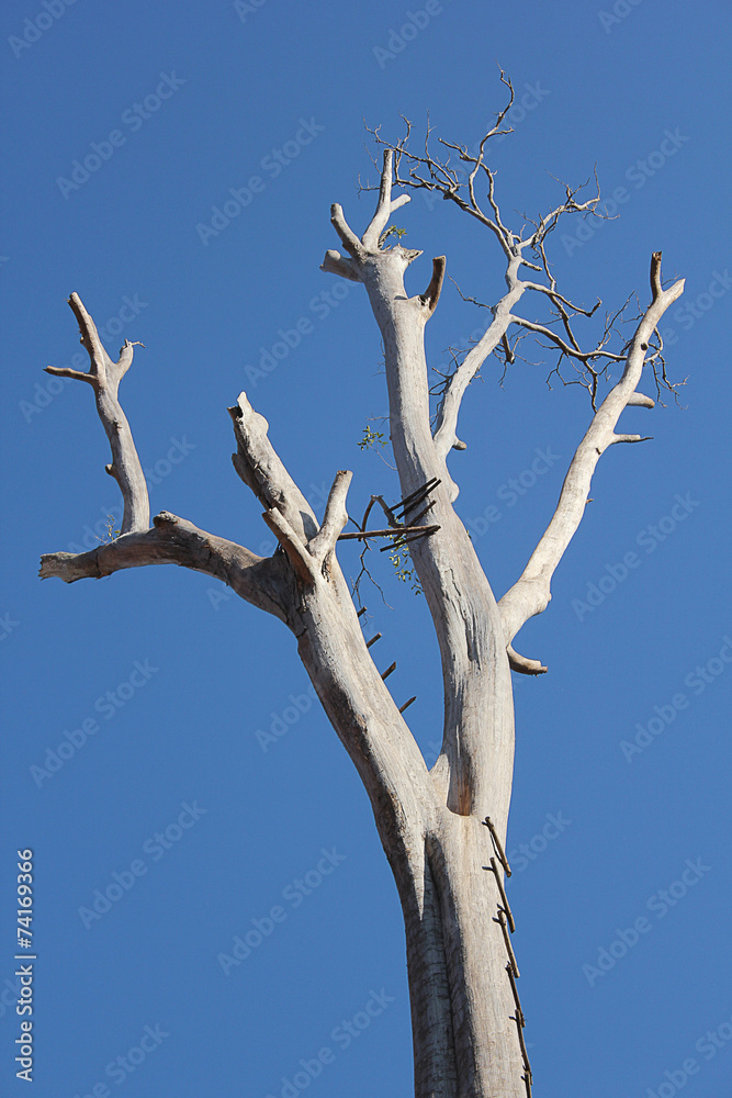 Trees die. Trees die.