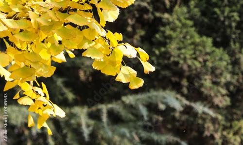Photography he ginkgo in sichuan university, china