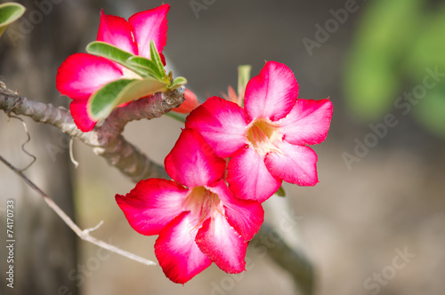 Desert Rose flower.