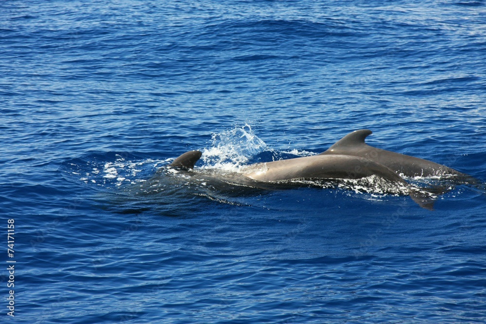 Naklejka premium Dolphin partnership