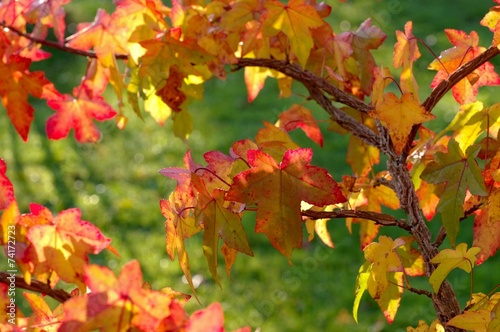 Amberbaum - sweetgum 07