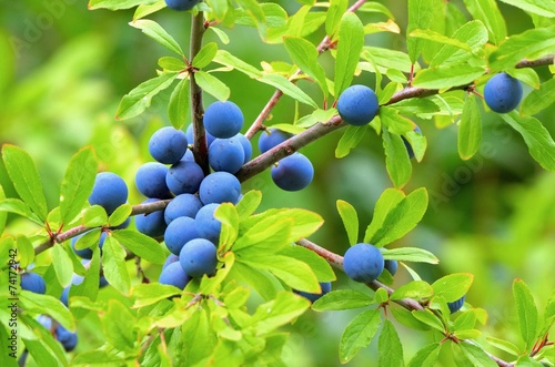 Canvas Print Schlehe - sloe 03
