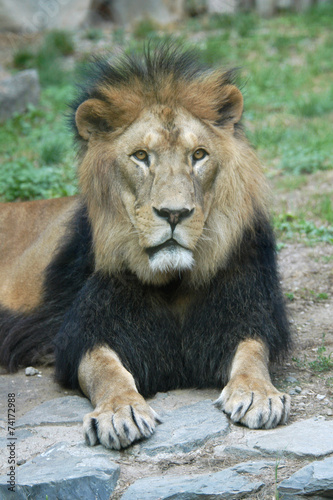 Barbary lion  Panthera leo leo ..