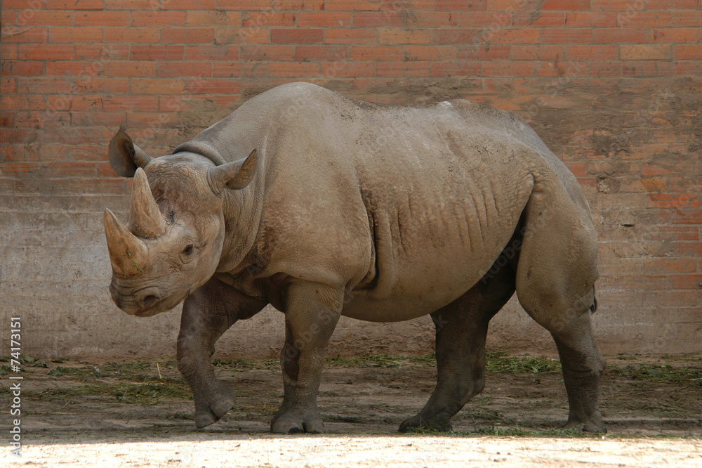Naklejka premium Black rhinoceros (Diceros bicornis)..