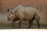 Black rhinoceros (Diceros bicornis)..