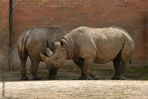 Black rhinoceros  Diceros bicornis ..