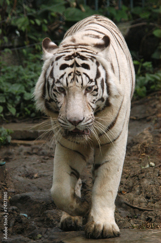 White tiger (Panthera tigris tigris).. © Vladimir Wrangel